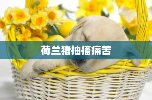 荷蘭豬抽搐痛苦