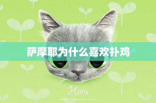 薩摩耶為什么喜歡撲雞