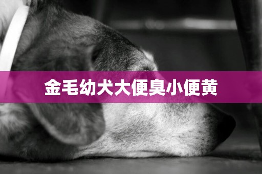 金毛幼犬大便臭小便黃