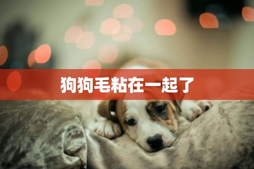 狗狗毛粘在一起了