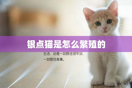 銀點貓是怎么繁殖的