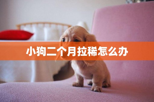 小狗二個月拉稀怎么辦