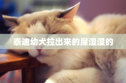 泰迪幼犬拉出來的屎濕濕的