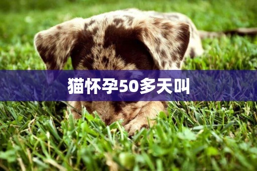 貓懷孕50多天叫