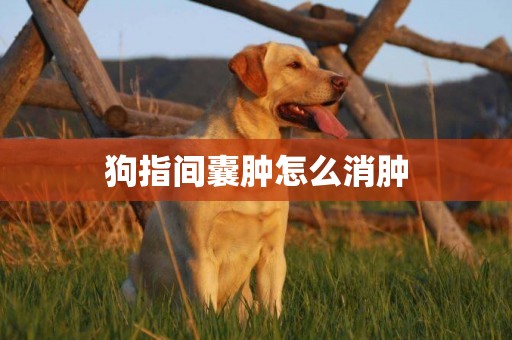 狗指間囊腫怎么消腫