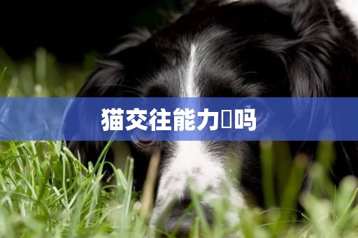 貓交往能力強嗎