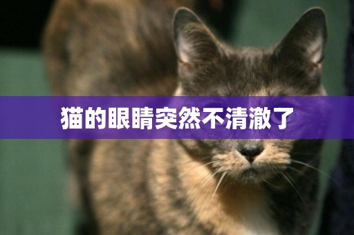 貓的眼睛突然不清澈了
