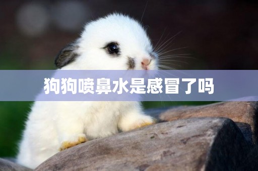 狗狗噴鼻水是感冒了嗎