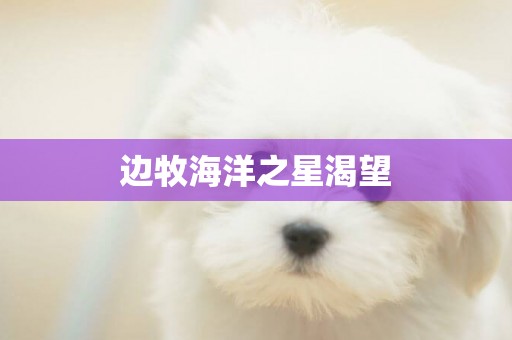 邊牧海洋之星渴望