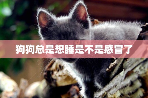 狗狗總是想睡是不是感冒了