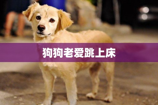 狗狗老愛跳上床