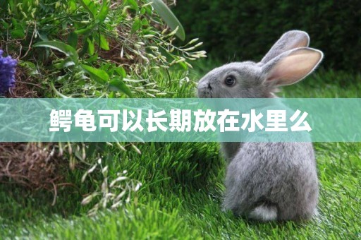 鱷龜可以長期放在水里么