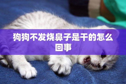 狗狗不發燒鼻子是干的怎么回事