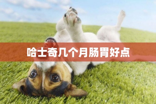 哈士奇幾個月腸胃好點