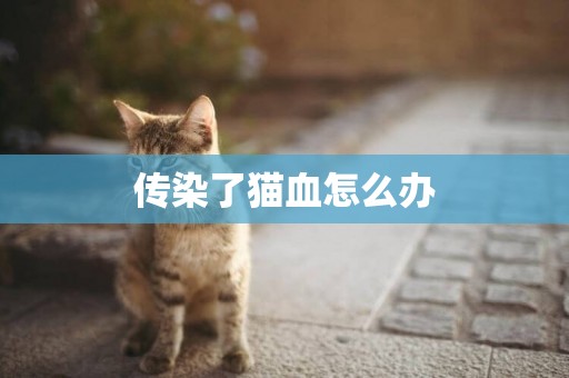 傳染了貓血怎么辦
