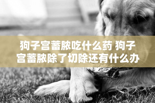 狗子宮蓄膿吃什么藥 狗子宮蓄膿除了切除還有什么辦法
