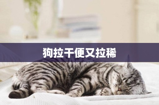 狗拉干便又拉稀