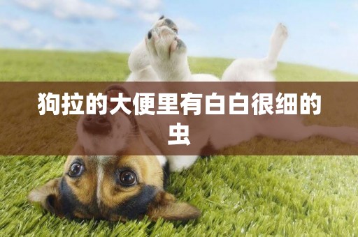 狗拉的大便里有白白很細的蟲