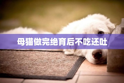 母貓做完絕育后不吃還吐