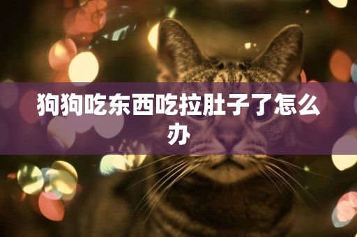 狗狗吃東西吃拉肚子了怎么辦