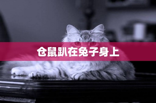 倉鼠趴在兔子身上