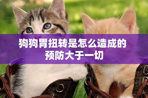 狗狗胃扭轉是怎么造成的 預防大于一切