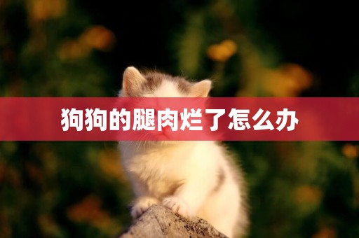狗狗的腿肉爛了怎么辦