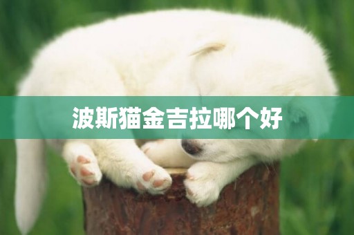 波斯貓金吉拉哪個好