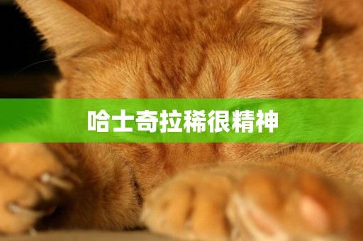 哈士奇拉稀很精神