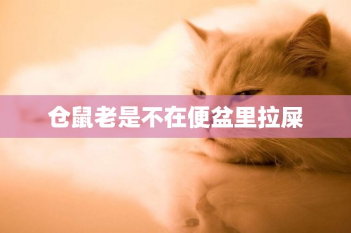 倉鼠老是不在便盆里拉屎