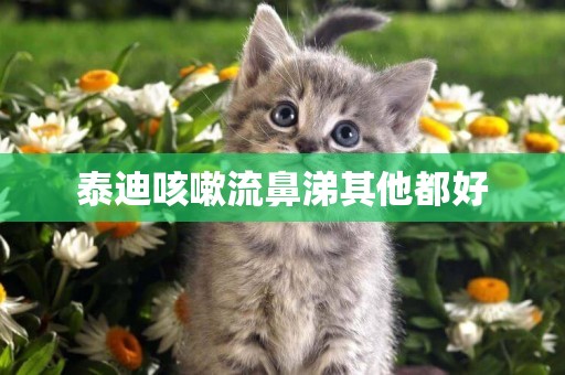 泰迪咳嗽流鼻涕其他都好