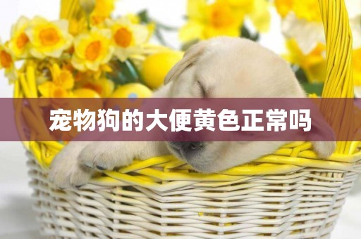 寵物狗的大便黃色正常嗎