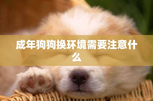 成年狗狗換環境需要注意什么
