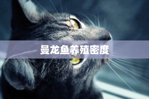 曼龍魚養殖密度