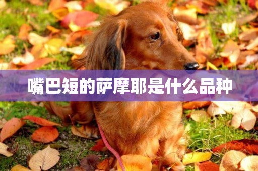 嘴巴短的薩摩耶是什么品種