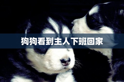 狗狗看到主人下班回家