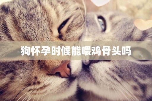 狗懷孕時候能喂雞骨頭嗎
