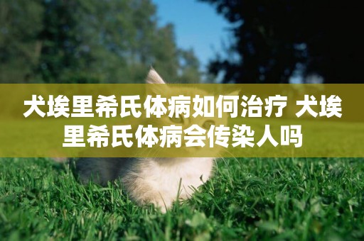 犬埃里希氏體病如何治療 犬埃里希氏體病會傳染人嗎