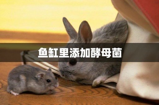 魚缸里添加酵母菌