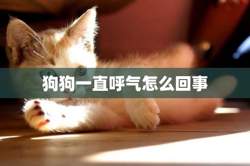狗狗一直呼氣怎么回事