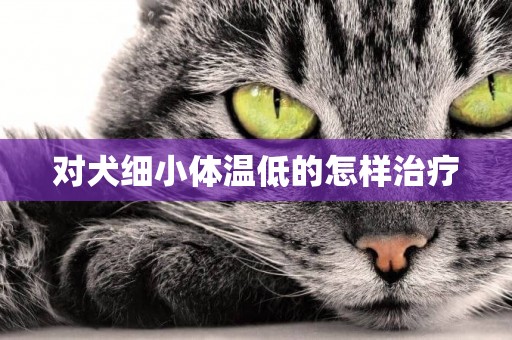 對犬細小體溫低的怎樣治療