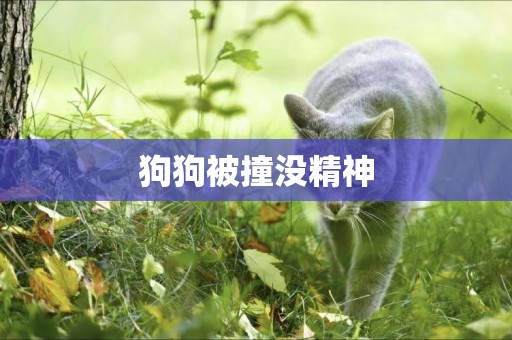 狗狗被撞沒精神