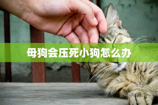 母狗會壓死小狗怎么辦