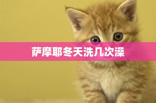 薩摩耶冬天洗幾次澡
