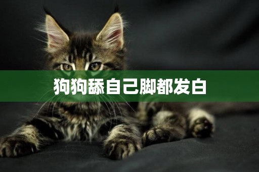 狗狗舔自己腳都發白