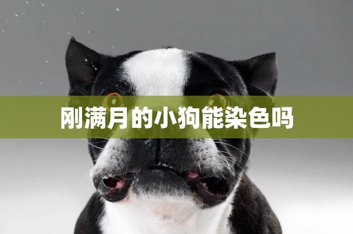 剛滿月的小狗能染色嗎