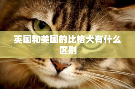英國和美國的比格犬有什么區別