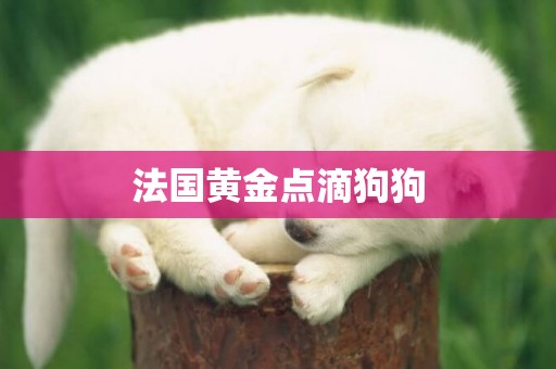 法國黃金點滴狗狗