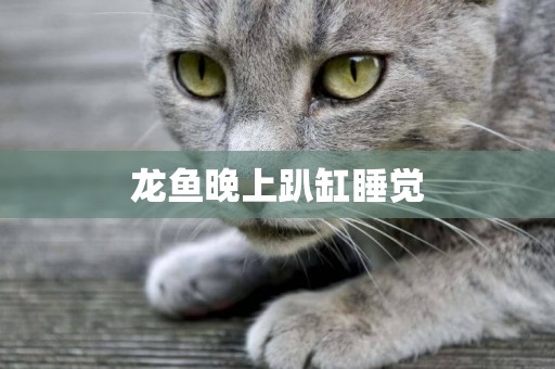龍魚晚上趴缸睡覺