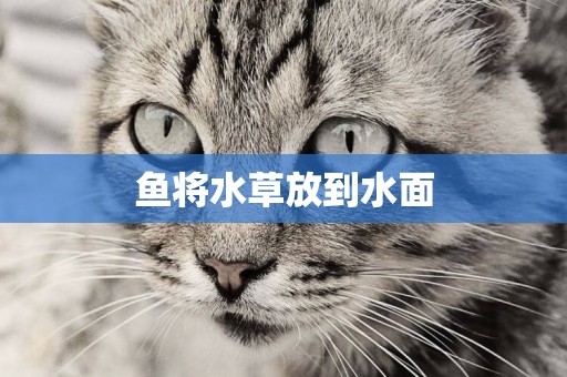 魚將水草放到水面